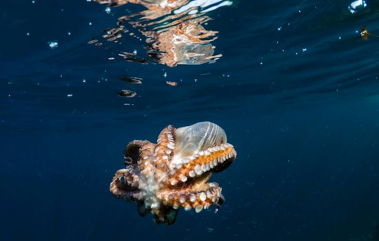 Washington Senate Votes to Potentially End Octopus Farming, Inslee's Decision Pending