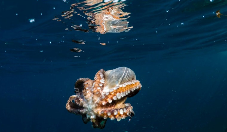 Washington Senate Votes to Potentially End Octopus Farming, Inslee's Decision Pending