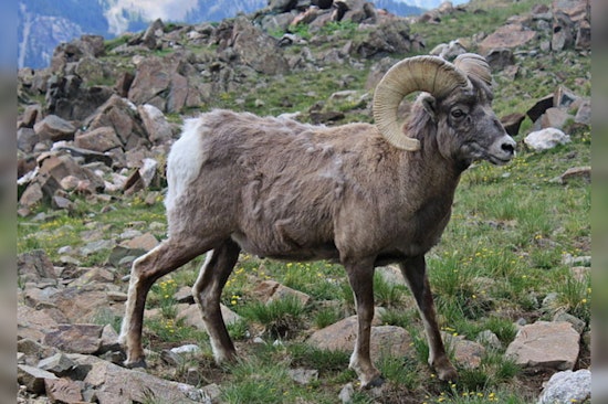 Washington Teams Up With Tulalip Tribes on Innovative Drone Pilot to Monitor Bighorn Sheep