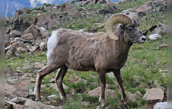 Washington Teams Up With Tulalip Tribes on Innovative Drone Pilot to Monitor Bighorn Sheep