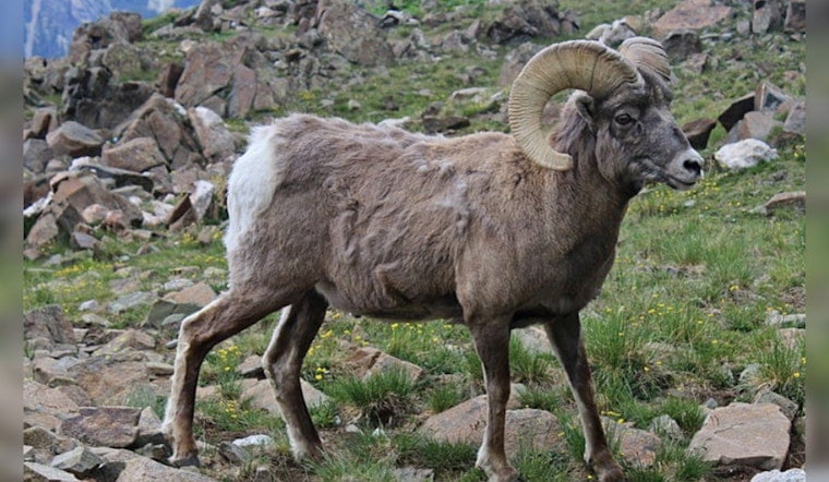 Washington Teams Up With Tulalip Tribes on Innovative Drone Pilot to Monitor Bighorn Sheep