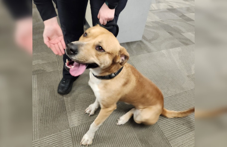 Wayward Pup Rescued by Blue Earth Nicollet County Humane Society Awaits Reunion with Owner in Mankato