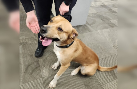 Wayward Pup Rescued by Blue Earth Nicollet County Humane Society Awaits Reunion with Owner in Mankato