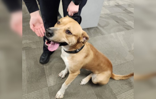 Wayward Pup Rescued by Blue Earth Nicollet County Humane Society Awaits Reunion with Owner in Mankato