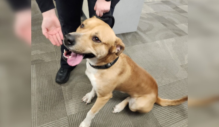 Wayward Pup Rescued by Blue Earth Nicollet County Humane Society Awaits Reunion with Owner in Mankato