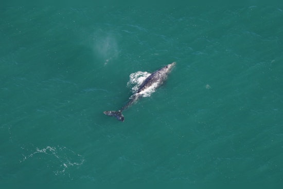 Whaley Big Surprise, Presumed Extinct Gray Whale Spotted Frolicking off Nantucket Coast