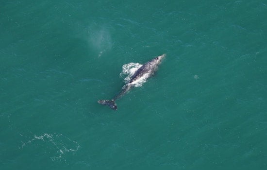 Whaley Big Surprise, Presumed Extinct Gray Whale Spotted Frolicking off Nantucket Coast