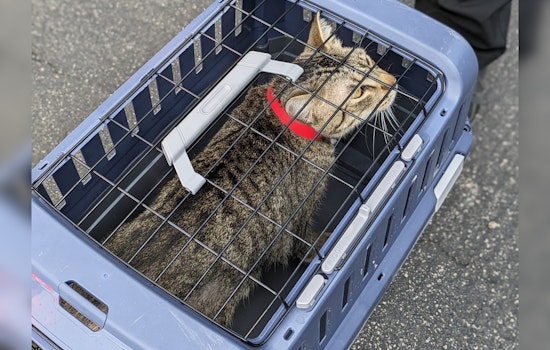Williamson County Shelter Seeks Community Help After Rescuing Over 40 Cats from Single Home