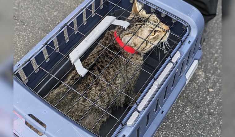 Williamson County Shelter Seeks Community Help After Rescuing Over 40 Cats from Single Home