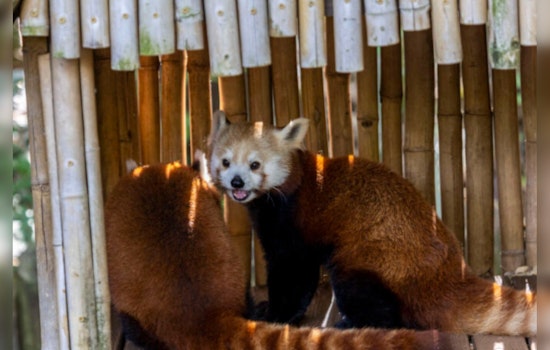 Zoo Atlanta Grieves Sudden Loss of Beloved Red Panda, Ruby