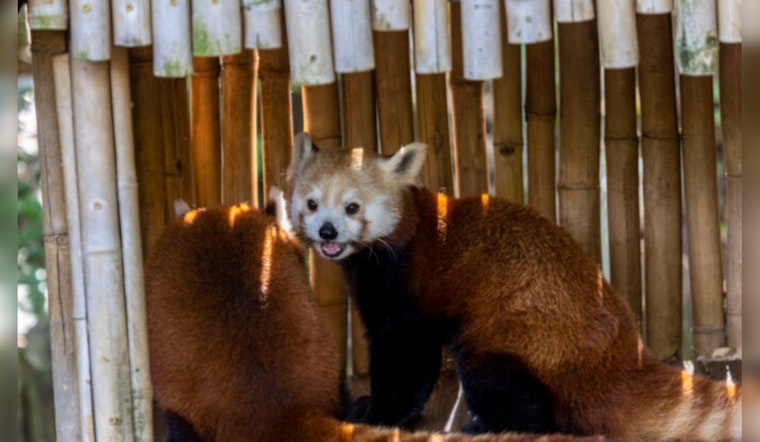 Zoo Atlanta Grieves Sudden Loss of Beloved Red Panda, Ruby