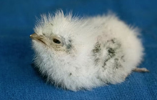 Zoo Miami Celebrates First-Ever Hatching of Tawny Frogmouth, Augurs Well for Conservation Efforts