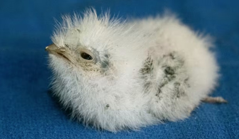 Zoo Miami Celebrates First-Ever Hatching of Tawny Frogmouth, Augurs Well for Conservation Efforts