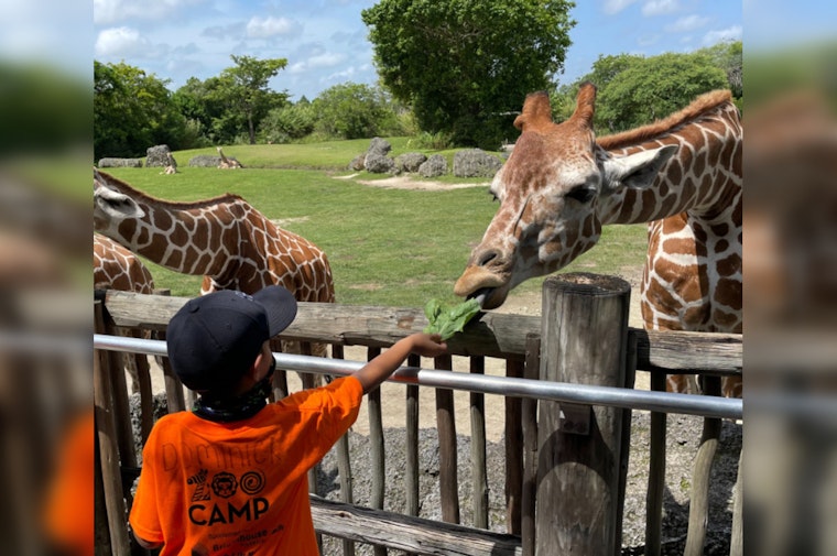 Zoo Miami Mourns Loss of Juvenile Giraffe Due to Sudden Neck Injury