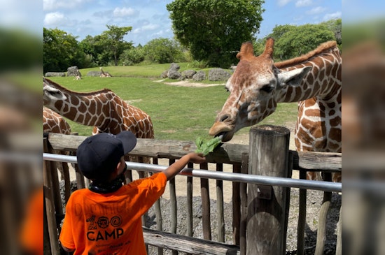 Zoo Miami Mourns Loss of Juvenile Giraffe Due to Sudden Neck Injury