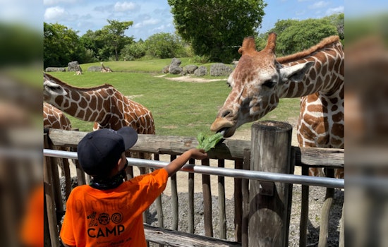 Zoo Miami Mourns Loss of Juvenile Giraffe Due to Sudden Neck Injury