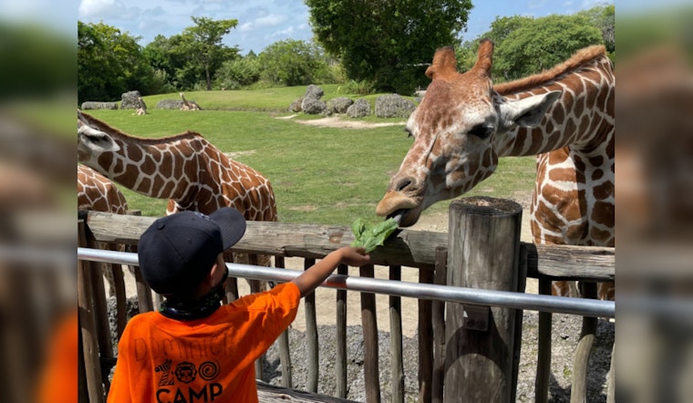 Zoo Miami Mourns Loss of Juvenile Giraffe Due to Sudden Neck Injury