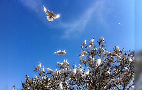 Alarming Spread of Deadly Trichomoniasis Affects Dove Populations Across Texas