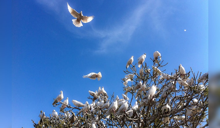 Alarming Spread of Deadly Trichomoniasis Affects Dove Populations Across Texas