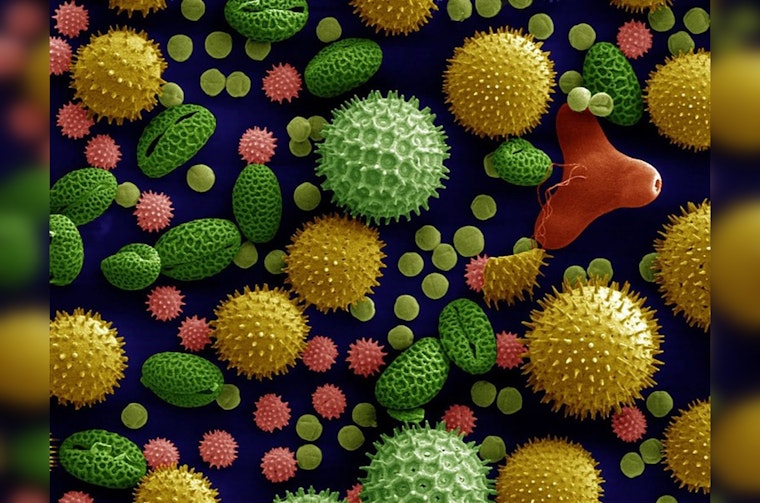Allergy Seasons Lengthen Across the U.S., Las Cruces Hit by Significant 65-Day Increase