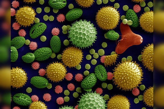 Allergy Seasons Lengthen Across the U.S., Las Cruces Hit by Significant 65-Day Increase