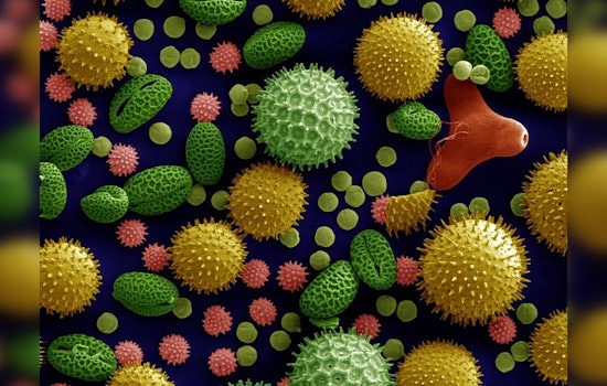Allergy Seasons Lengthen Across the U.S., Las Cruces Hit by Significant 65-Day Increase