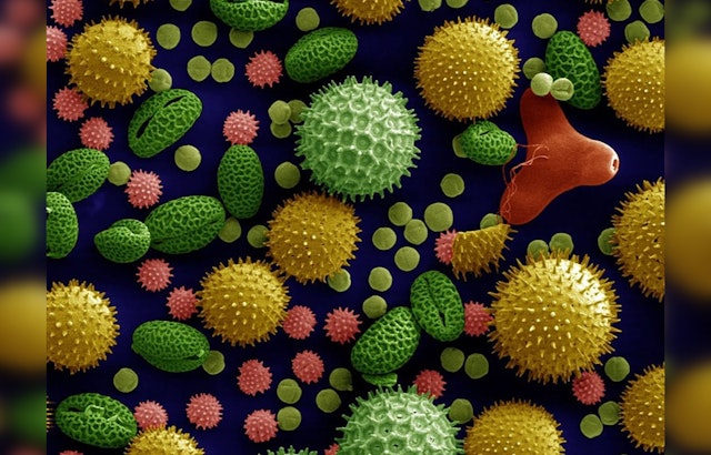 Allergy Seasons Lengthen Across the U.S., Las Cruces Hit by Significant 65-Day Increase