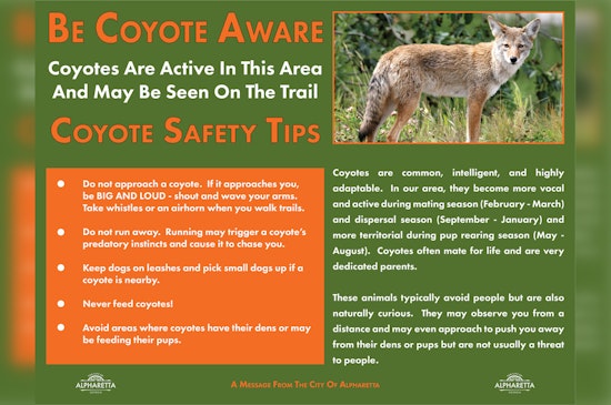 Alpharetta Alerts Residents to Increased Coyote Activity During Spring Pupping Season