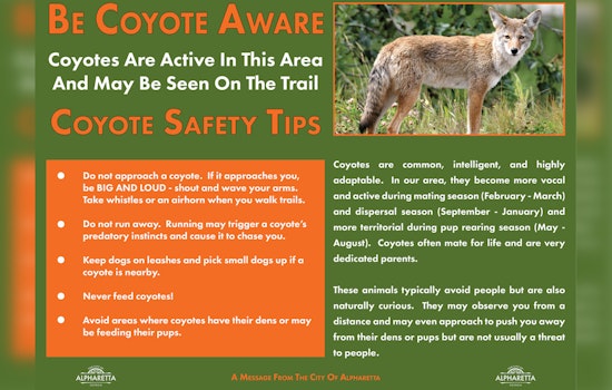 Alpharetta Alerts Residents to Increased Coyote Activity During Spring Pupping Season
