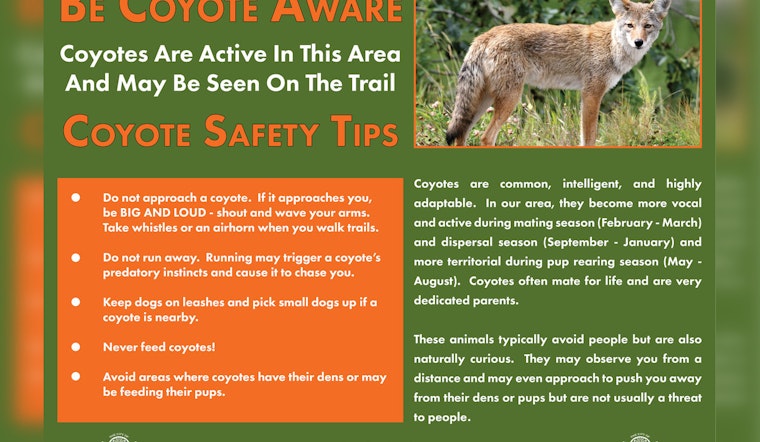 Alpharetta Alerts Residents to Increased Coyote Activity During Spring Pupping Season