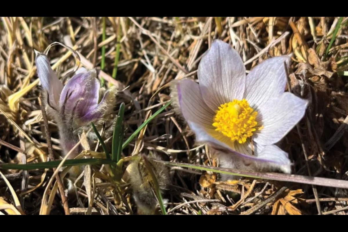 American Pasqueflower Signals Spring's Arrival in Bloomington's Parks