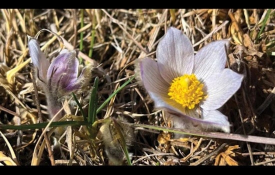American Pasqueflower Signals Spring's Arrival in Bloomington's Parks and Gardens