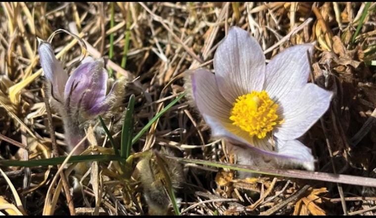 American Pasqueflower Signals Spring's Arrival in Bloomington's Parks and Gardens