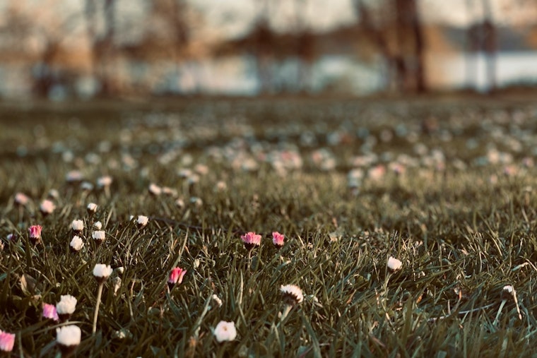 Apple Valley Cracks Down on Overgrown Lawns Under Minnesota Noxious Weed Law