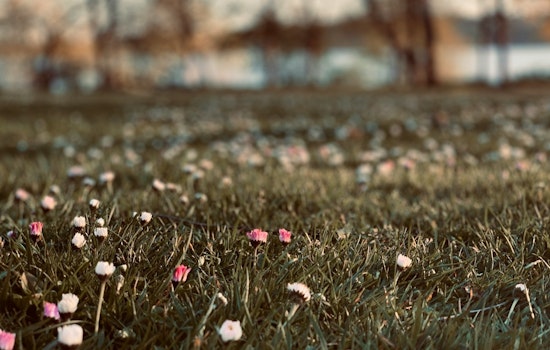 Apple Valley Cracks Down on Overgrown Lawns Under Minnesota Noxious Weed Law