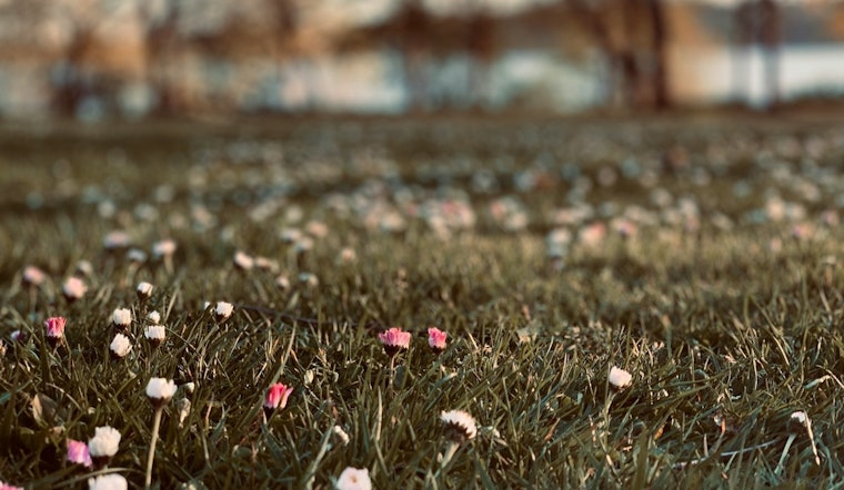 Apple Valley Cracks Down on Overgrown Lawns Under Minnesota Noxious Weed Law
