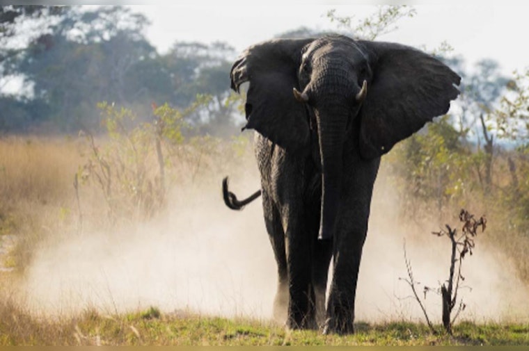 Arizona Woman Fatally Injured by Elephant During Dream Safari in Zambia