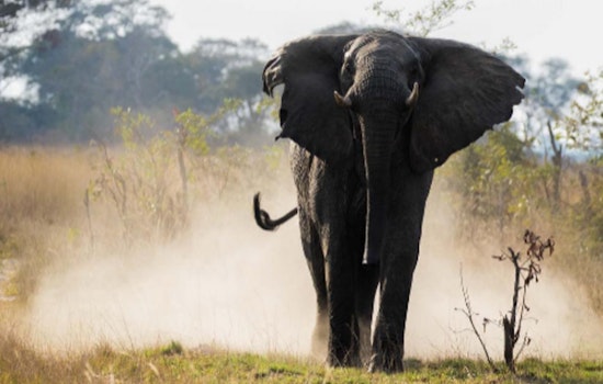 Arizona Woman Fatally Injured by Elephant During Dream Safari in Zambia