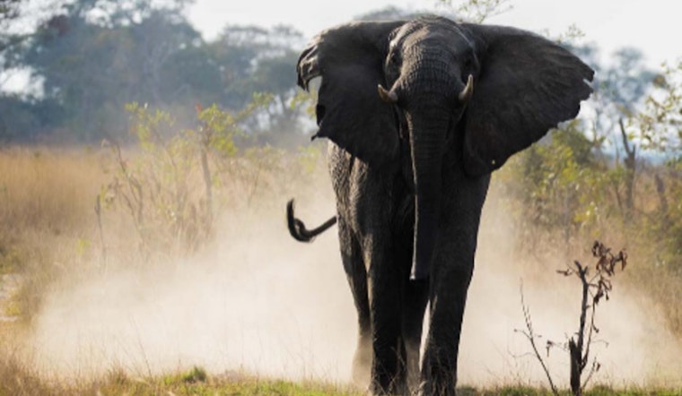Arizona Woman Fatally Injured by Elephant During Dream Safari in Zambia