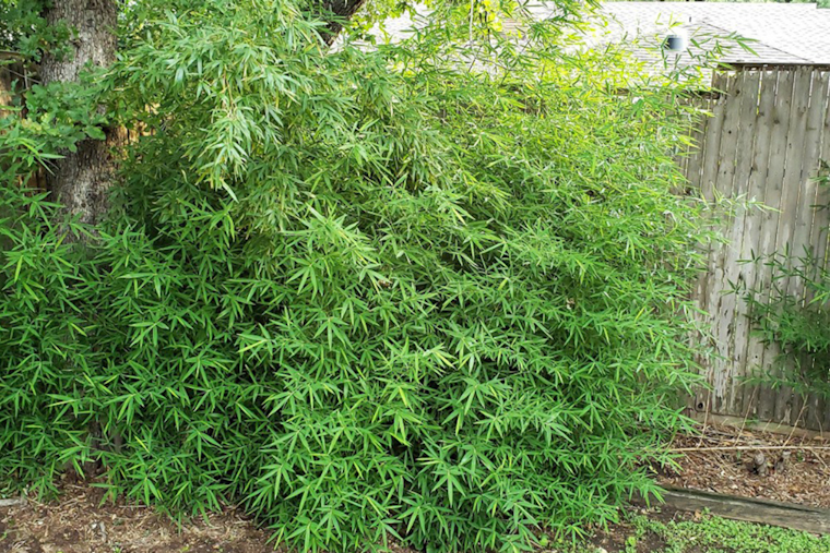 Arlington Advisory: 5 Plants That Can Unleash a Garden Nightmare, Experts Warn