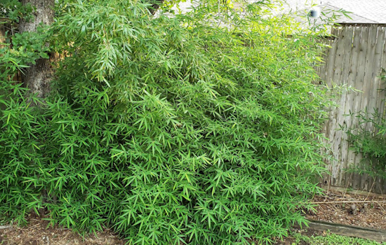 Arlington Advisory: 5 Plants That Can Unleash a Garden Nightmare, Experts Warn