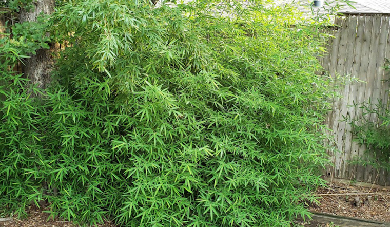 Arlington Advisory: 5 Plants That Can Unleash a Garden Nightmare, Experts Warn
