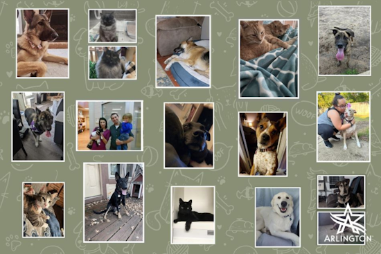 Arlington Animal Services Beckons with Heartwarming Adoption Stories, Offers Full Veterinary Services with Each Pet