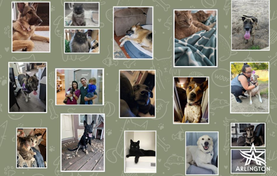 Arlington Animal Services Beckons with Heartwarming Adoption Stories, Offers Full Veterinary Services with Each Pet
