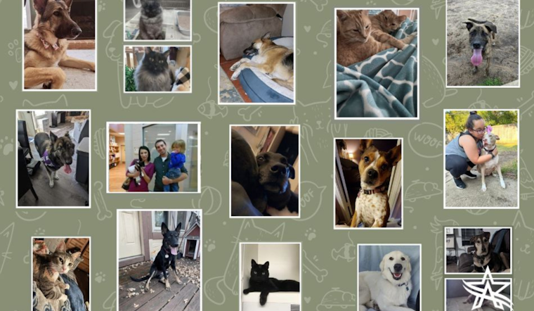 Arlington Animal Services Beckons with Heartwarming Adoption Stories, Offers Full Veterinary Services with Each Pet