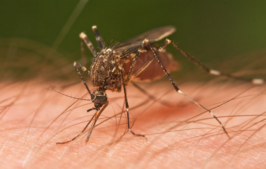 Arlington Ramps Up Mosquito Defense, Announces Comprehensive Control Strategy Ahead of Bite Season