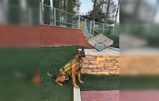 Armed Suspect Arrested After Wounding Heroic K9 Officer