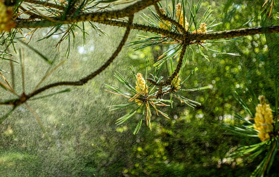 Atlanta Grapples with Near-Record Pollen Counts as Allergy Sufferers Brace for Impact