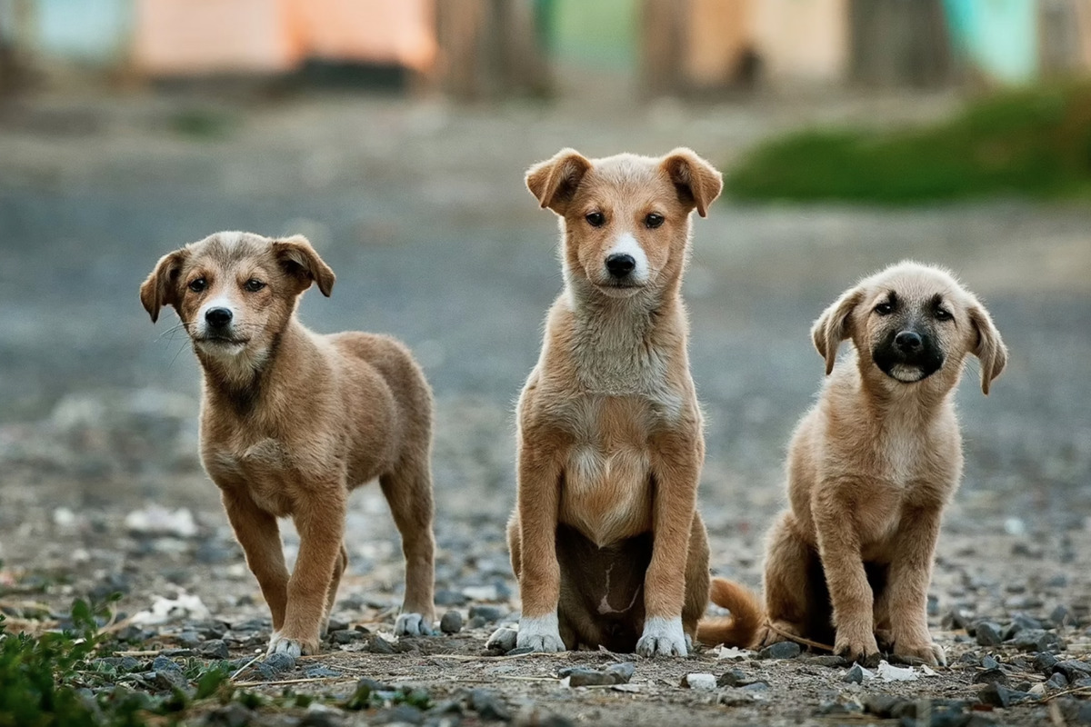 Atlanta Restarts Animal Control Services with Fulton County After