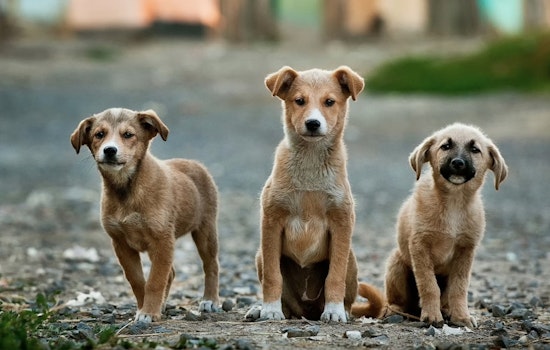 Atlanta Restarts Animal Control Services with Fulton County After 3-Month Hiatus